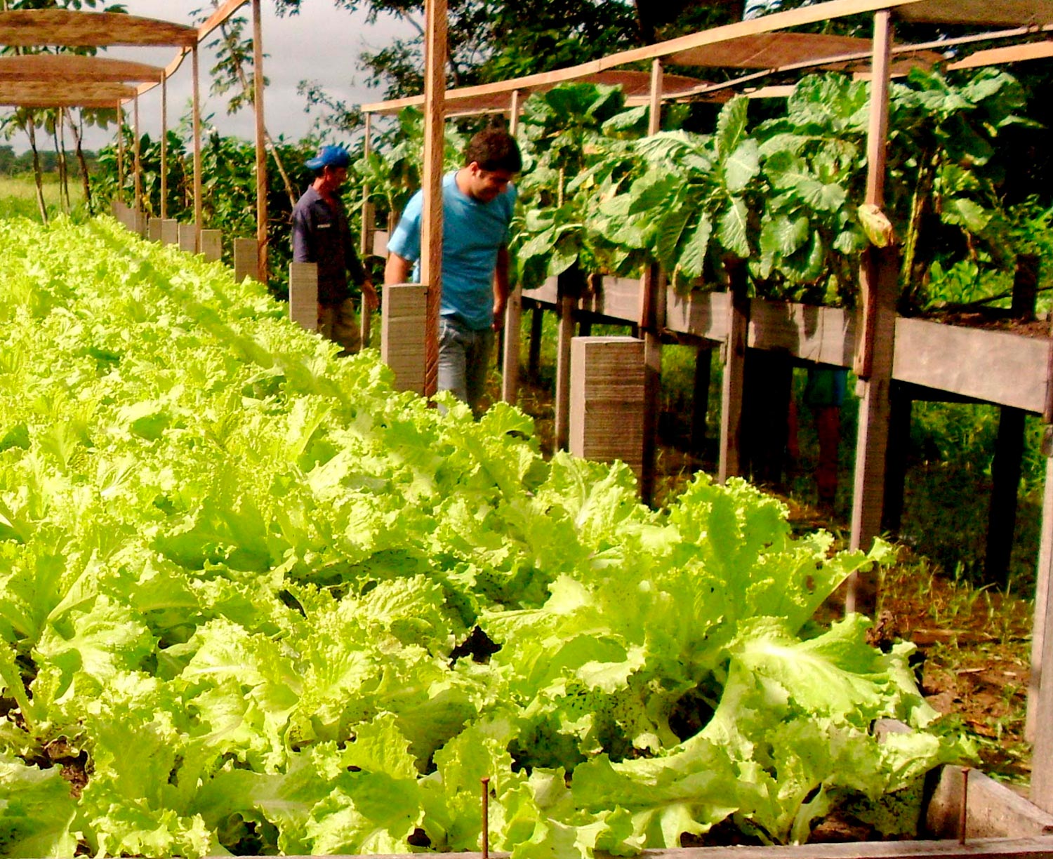 Rows of lettuce from vegetable production supported by the BR RedEAmérica Fund, with two men walking the rows in the background.